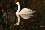 mute swan