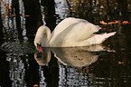mute swan