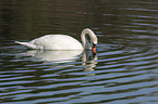mute swan