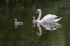 mute swan