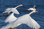 mute swans