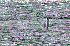 mute swan