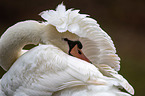 mute swan