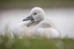 Mute swan chick