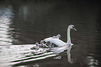 mute swans