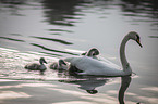 mute swans