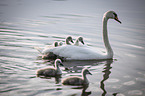 mute swans