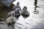 mute swans