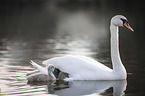 mute swans