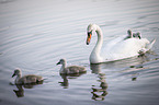mute swans