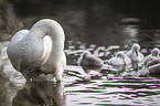 mute swans