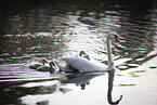 mute swans