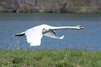 flying mute swan