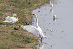 mute swans