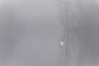 mute swans
