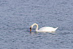 mute swan