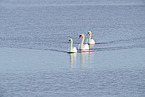 mute swans