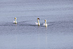mute swans