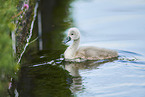 mute swan chick
