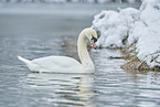 mute swan