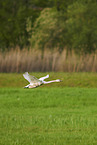 mute swan
