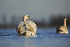 mute swans