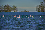 mute swans