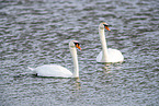 mute swan