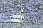 mute swan