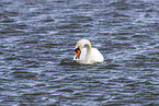 mute swan
