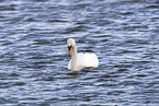 mute swan