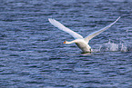 mute swan