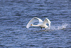 mute swan
