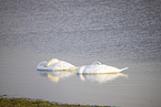 mute swan