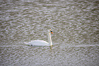mute swan