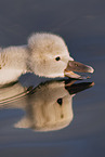 mute swan chick