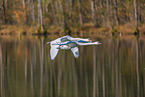 mute swans