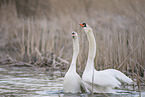 mute swans