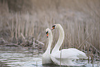 mute swans