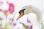 mute swan