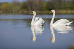 mute swans