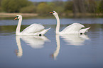 mute swans