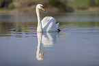 mute swan