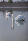 mute swans