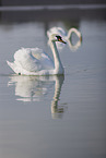 mute swans