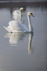 mute swans