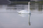 mute swan