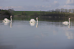 mute swans
