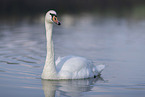 mute swan