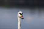 mute swan